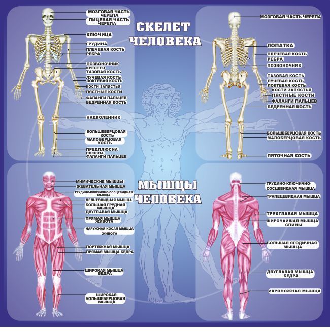Названия суставов человека. Строение человека скелет и мышцы. Анатомия человека кости и мышцы. Мышцы строение анатомия скелет. Строение скелета мышц.