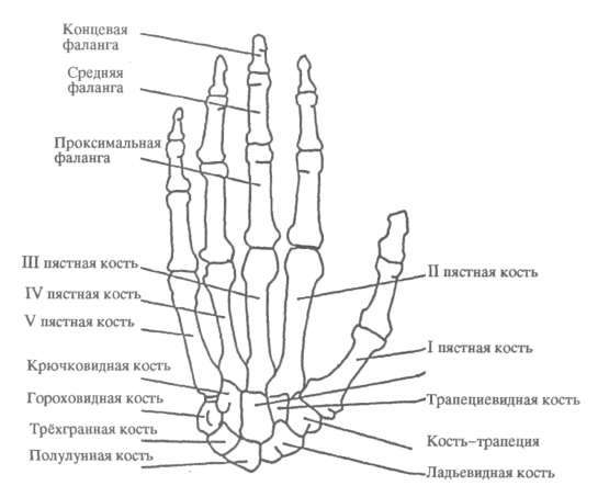 Кисть руки скелет рисунок с подписями