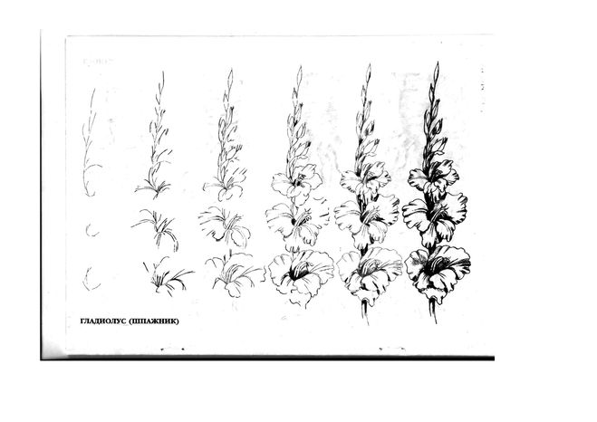 Гладиолусы нарисовать поэтапно