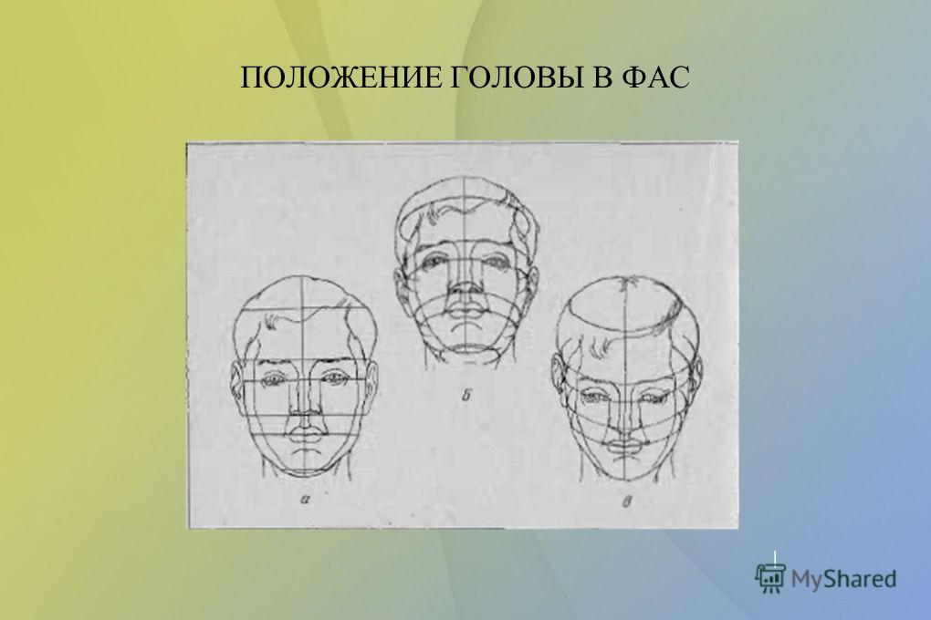 Положение рисунок года. Положение головы. Положение головы ФАС. Схема головы в ФАС. Рисунок головы в ФАС.