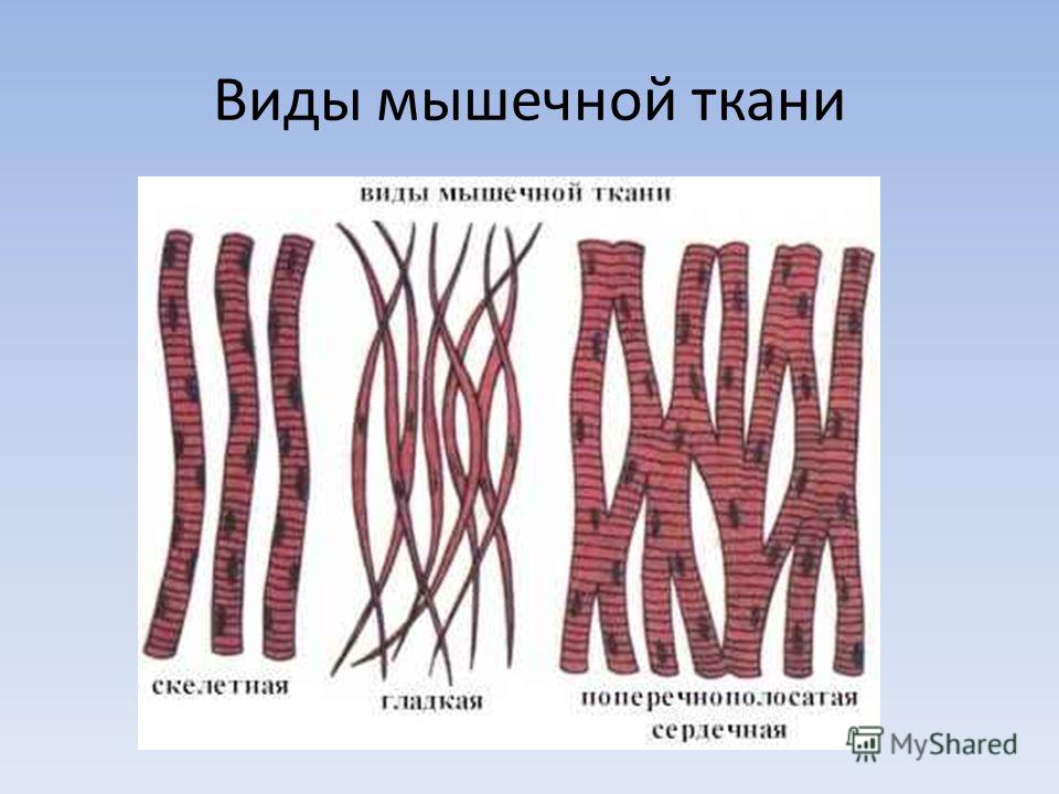 Мышечная клетка рисунок. Ткань сердечная поперечно полосатая биология 8 класс. Клетка поперечно-полосатая сердечная мышечная ткань. Поперечно полосатая Скелетная ткань рисунок. Исчерченность поперечно полосатой мышечной ткани.