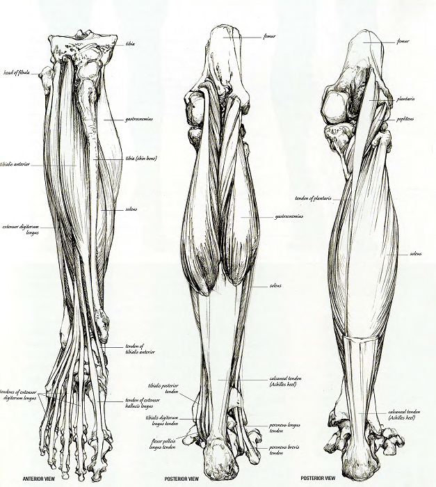 Голень у человека рисунок
