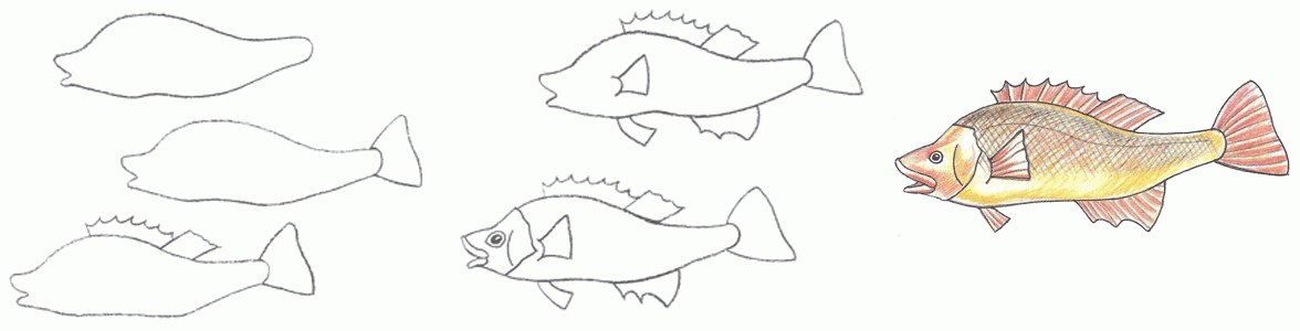 Ерш рисунок для детей поэтапно