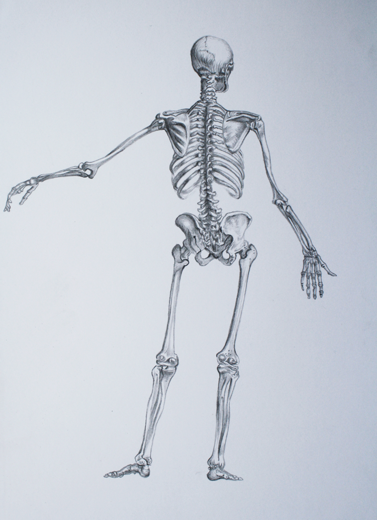 Скелет человека спина. Скелет. Скелет со спины. Скелет рисунок.