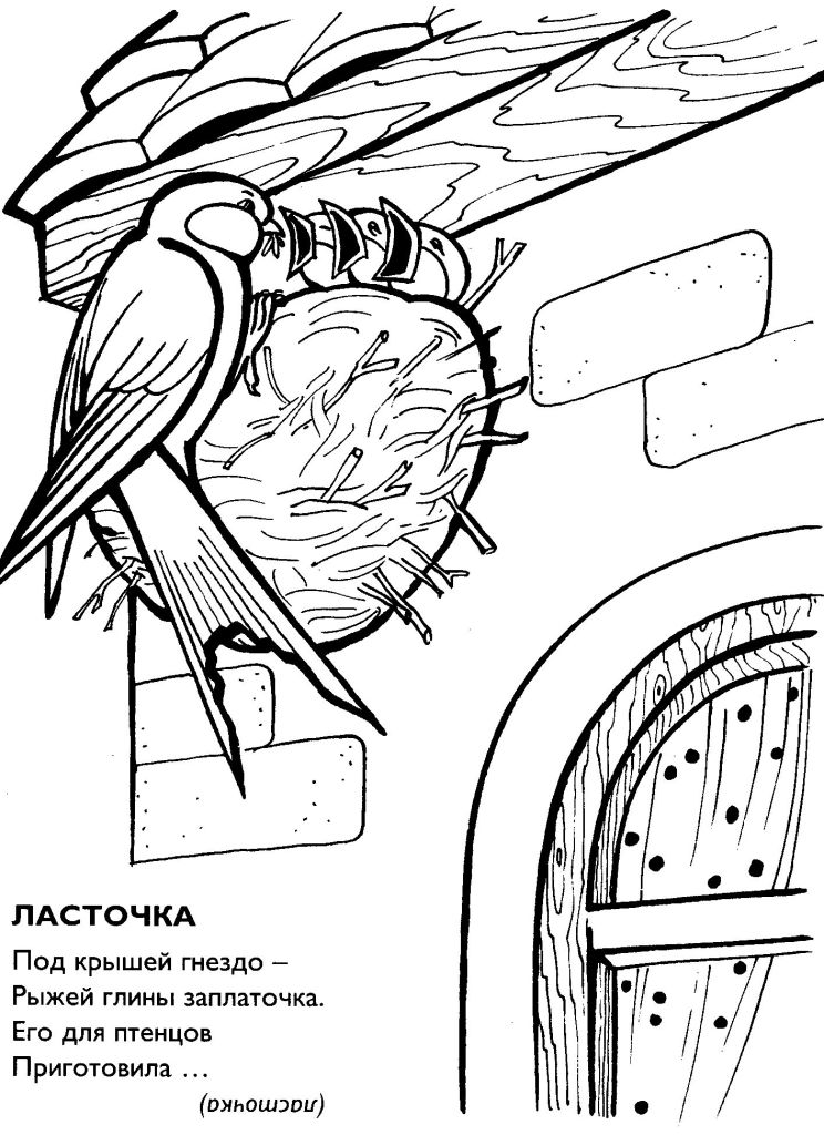 Ласточка в гнезде рисунок