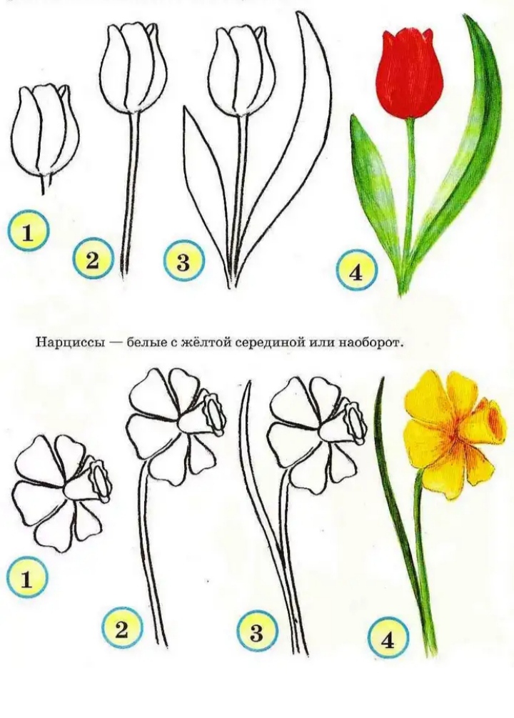 Как нарисовать тюльпан шренка