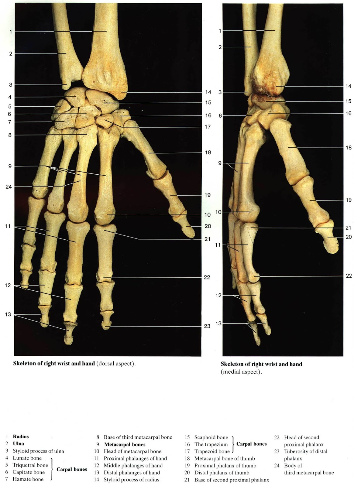 Die hand. Кости скелета человека кисть. Скелет запястья правой руки. Кости запястья руки человека. Скелет кисти человека строение.