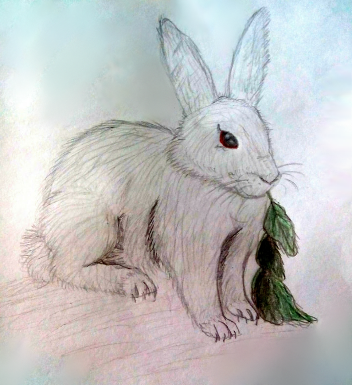 Покажи как нарисовать кролика