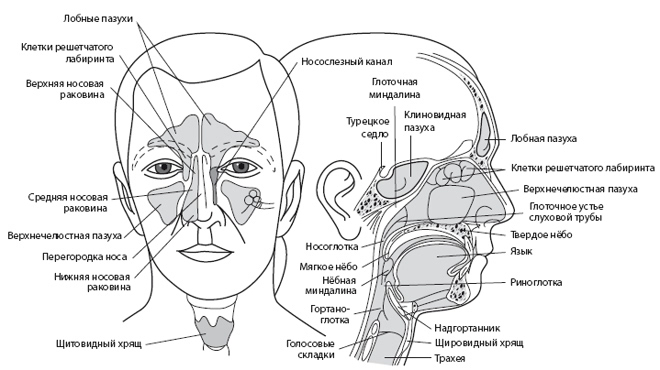 Анатомия носа и околоносовых пазух