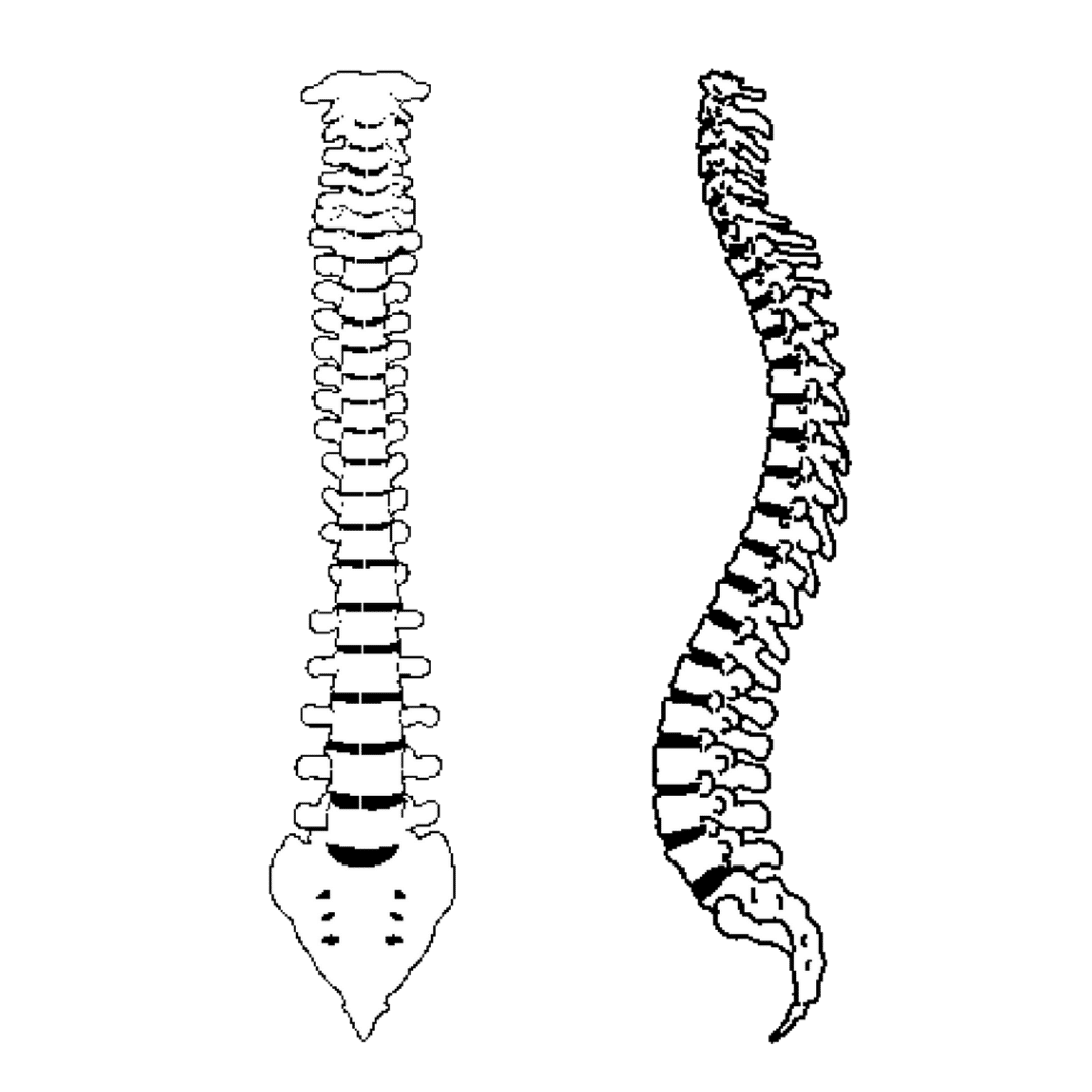 Позвоночный столб рисунок