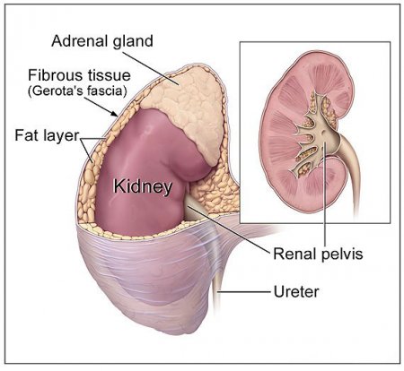Adrenal cancer