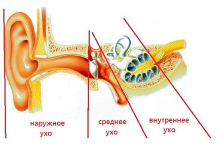 Наружное, среднее и внутреннее - основные отделы уха