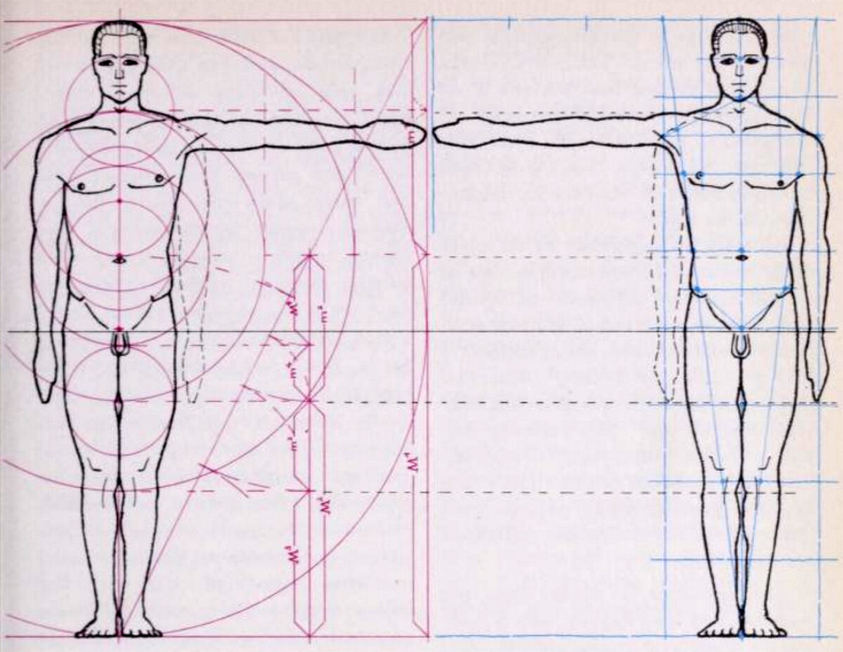 8 частей человека. Пропорции человека. Пропорции человеческого тела. Пропорции фигуры человека. Фигура человека для рисования.