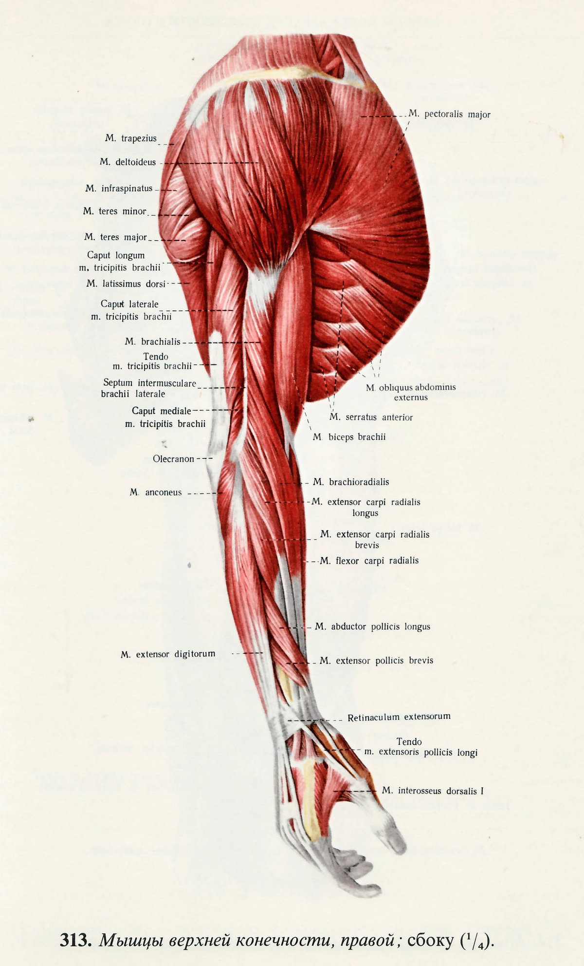 Мышцы руки схема с названиями