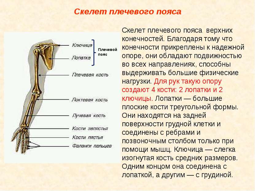 Кости скелета верхней конечности. Плечевой пояс и скелет верхних конечностей. Особенности строения костей плечевого пояса. Кости скелета пояса верхних конечностей. Анатомия верхних конечностей плечевая кость.