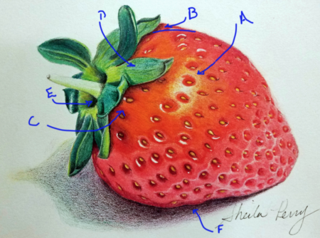 Instructor critique of coloured pencil drawing of a luscious strawberry