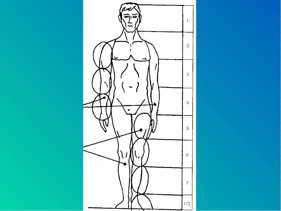 Туловище человека. Пропорции человеческого тела. Пропорции человеческого Тула. Анатомия человека пропорции. Тело человека по пропорциям.