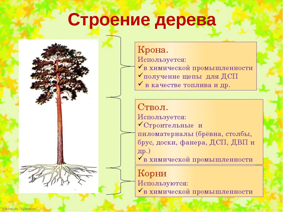 Хвойная части слова. Строение дерева. Строение дерева для детей. Основные части дерева. Особенности строения дерева.