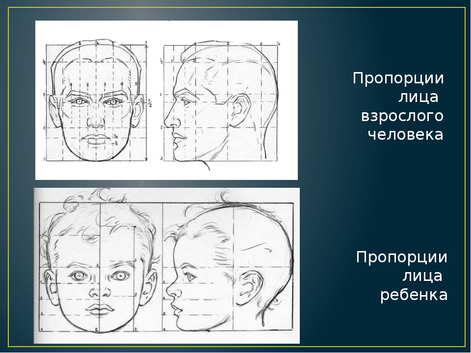 Изо пропорции выражают характер. Портрет по пропорциям. Пропорции рисования портрета. Основные пропорции лица человека. Схема построения головы.