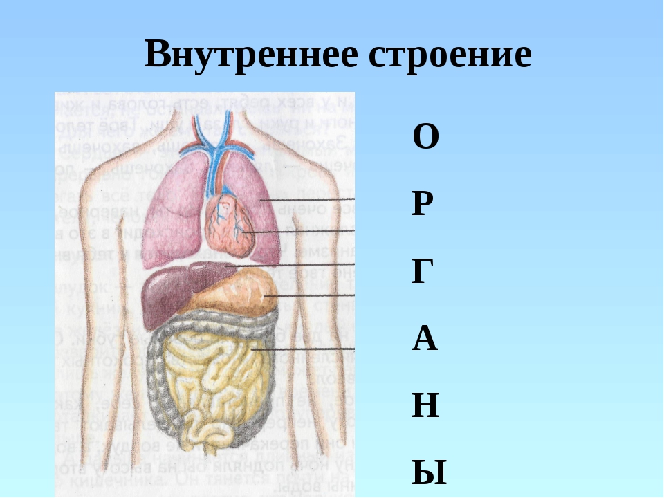 Строение организма рисунок. Внутреннее строение человека. Внутеннеестроение человека. Модель внутреннего строения человека. Строение тела человека внутренние органы 4 класс.