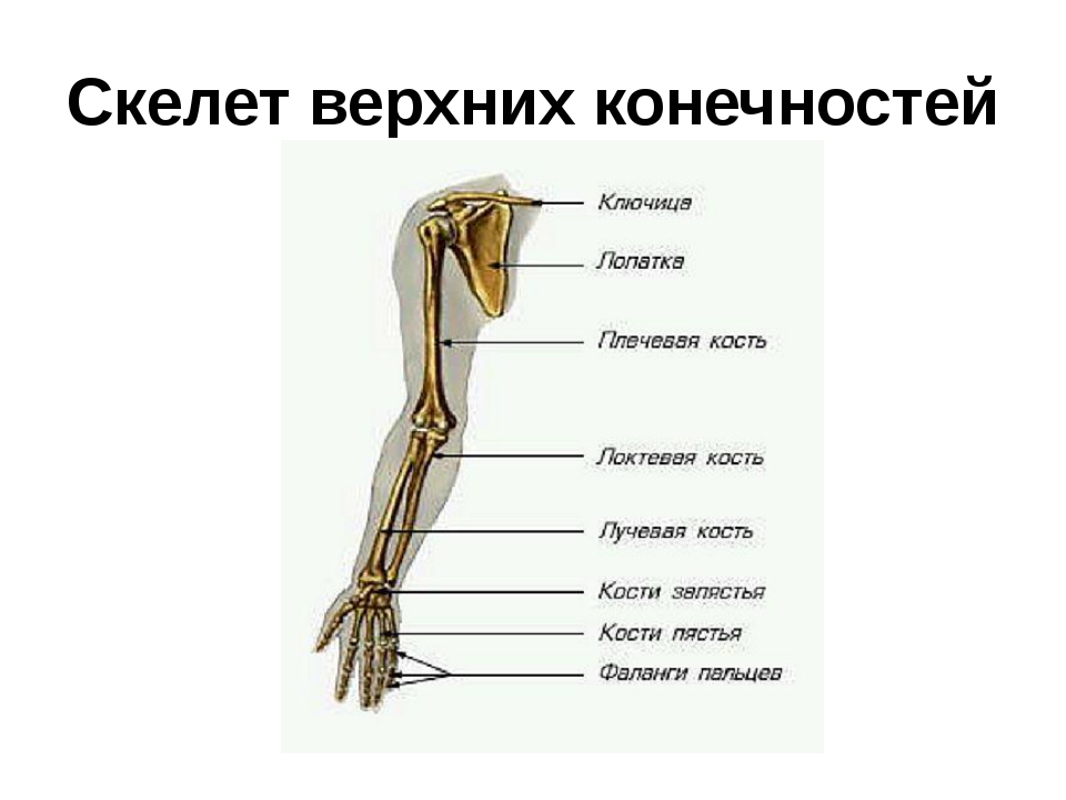 Показать плечо и предплечье человека на картинке