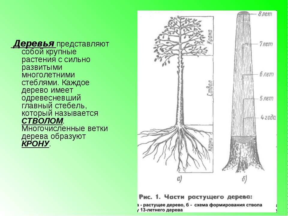 Строение стволов древесных растений. Липа дерево корневая система. Название частей дерева. Строение ствола дерева. Строение кроны дерева.