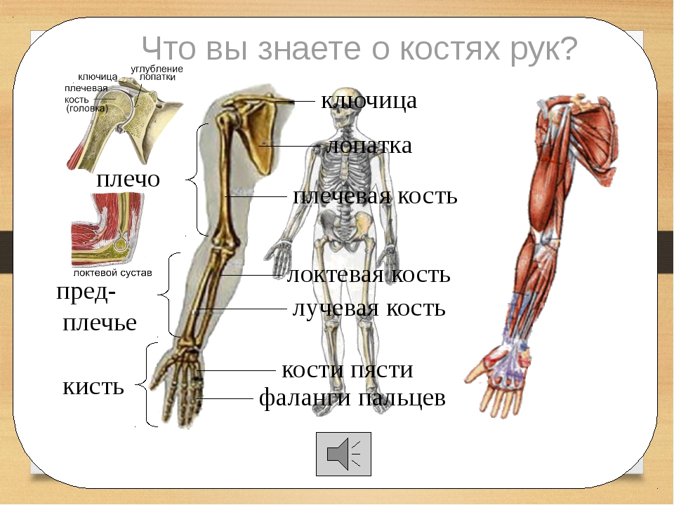 Рука человека название. Строение руки человека. Строение человеческой руки. Строение руки человека анатомия. Части руки анатомия человека.