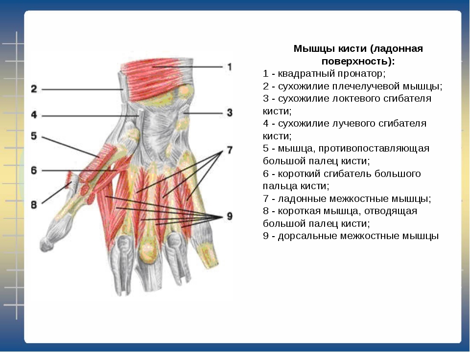 Карта сухожилий человека