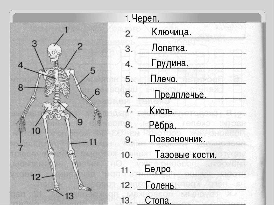 Анатомия человека впр. Название частей тела. Анатомия человека части тела названия. Части тела человека предплечье. Название частей тела человека рисунок.