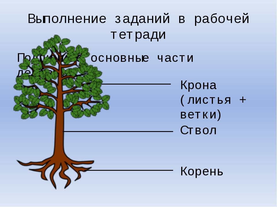 Строение дерева 6 класс