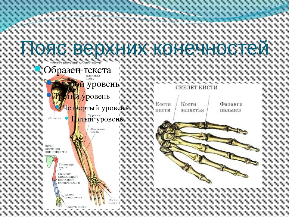 Скелет верхних конечностей скелет плечевого пояса. Плечевой пояс и скелет верхних конечностей. Кости пояса верхней конечности человека. Строение пояса верхних конечностей. Скелет пояса верхних конечностей (плечевого пояса).