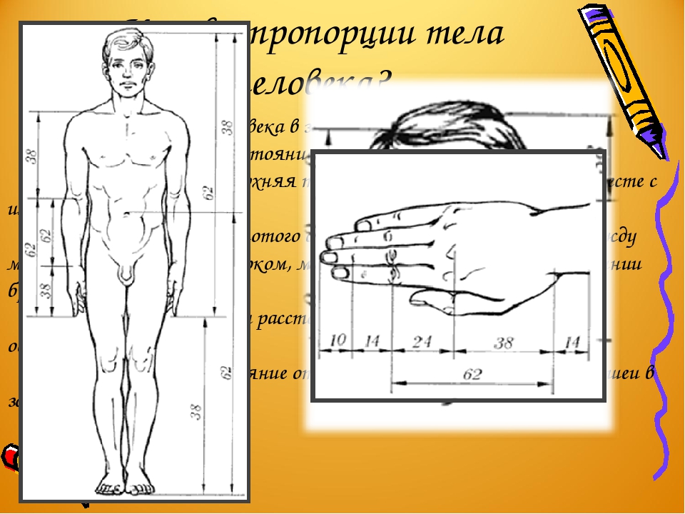 Размеры тела человека. Пропорции тела человека. Пропорции человеческого тела. Пропорциональное соотношение частей тела. Пропорции конечностей человека.