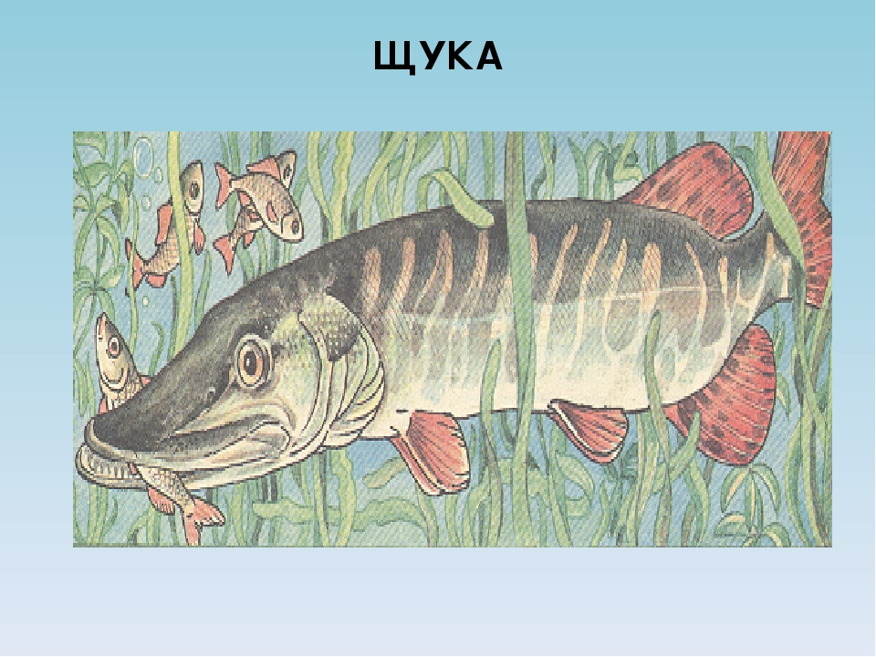 Нарисовать рисунок щуку. Рисование щука. Щука для дошкольников. Рисовалки щука. Нарисовать щуку.