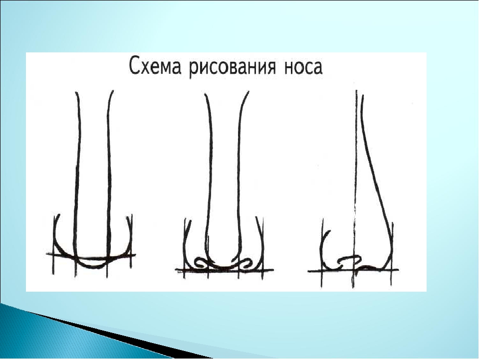 Нос рисунок схема