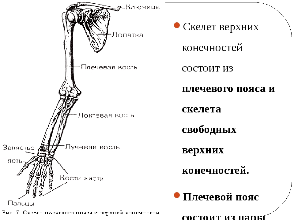 Определите какая кость на рисунке обозначена цифрой 1 назовите отдел скелета верхних конечностей