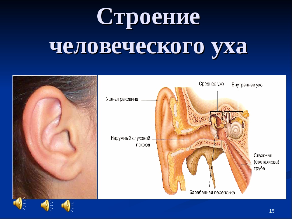 Урок орган слуха. Схема внутреннего уха ушной раковины. Строение уха с описанием. Схема устройства человеческого уха. Ушная раковина строение внутри.