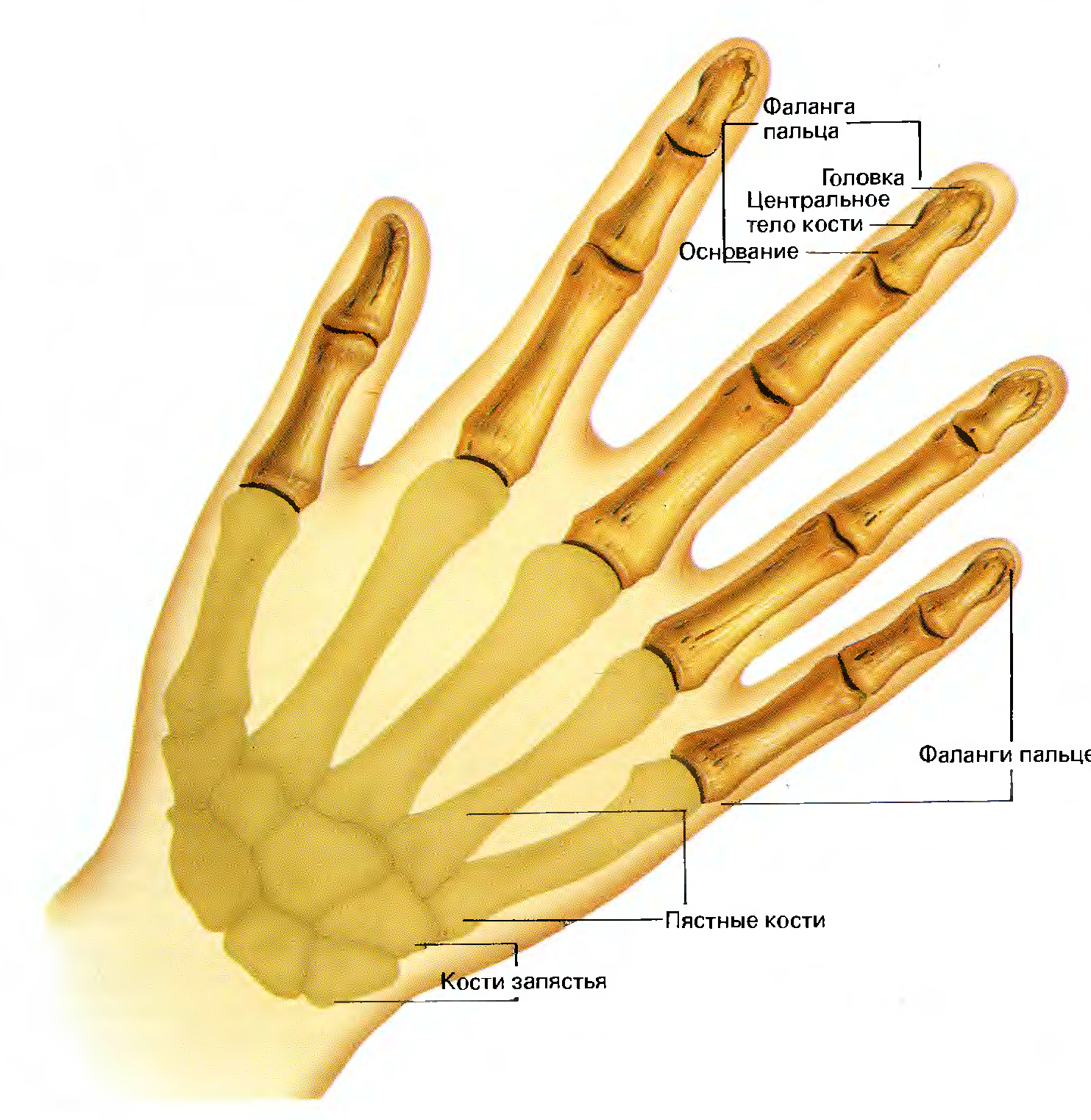 Кости в запястье руки. Фаланги пальцев рук анатомия. Основание средней фаланги пальца руки. Анатомия фаланги 1 пальца. Фаланги пальцев кисти анатомия.