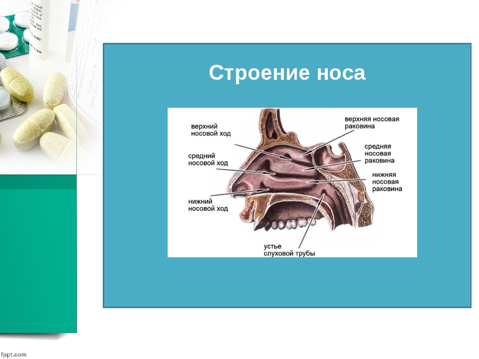 Анатомическое строение носа человека схема