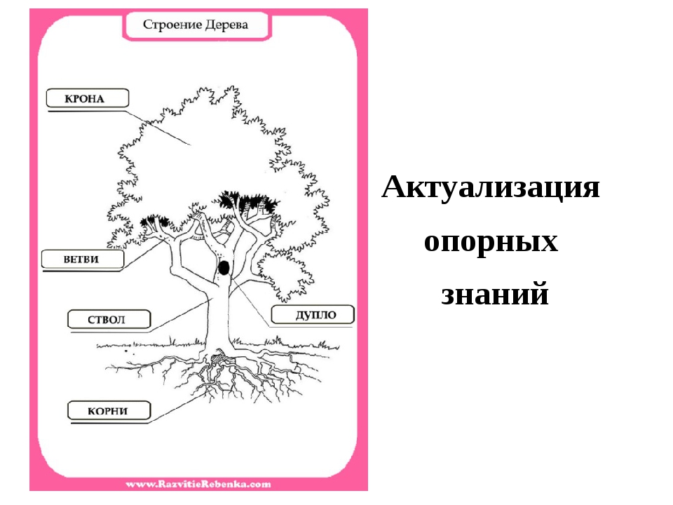 Строение дерева 6 класс