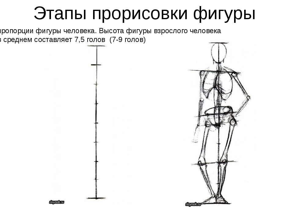 Схема фигуры. Пропорции человека. Пропорции фигуры человека показать схемы пропорций. Пропорции фигуры человека презентация. Конспект пропорции фигуры человека.