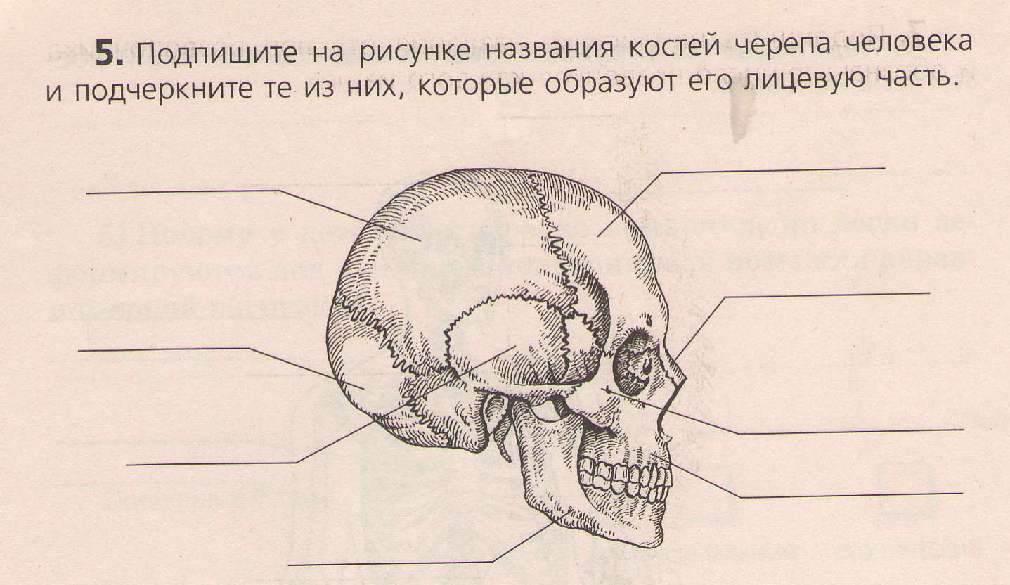 Кости черепа человека 8 класс биология