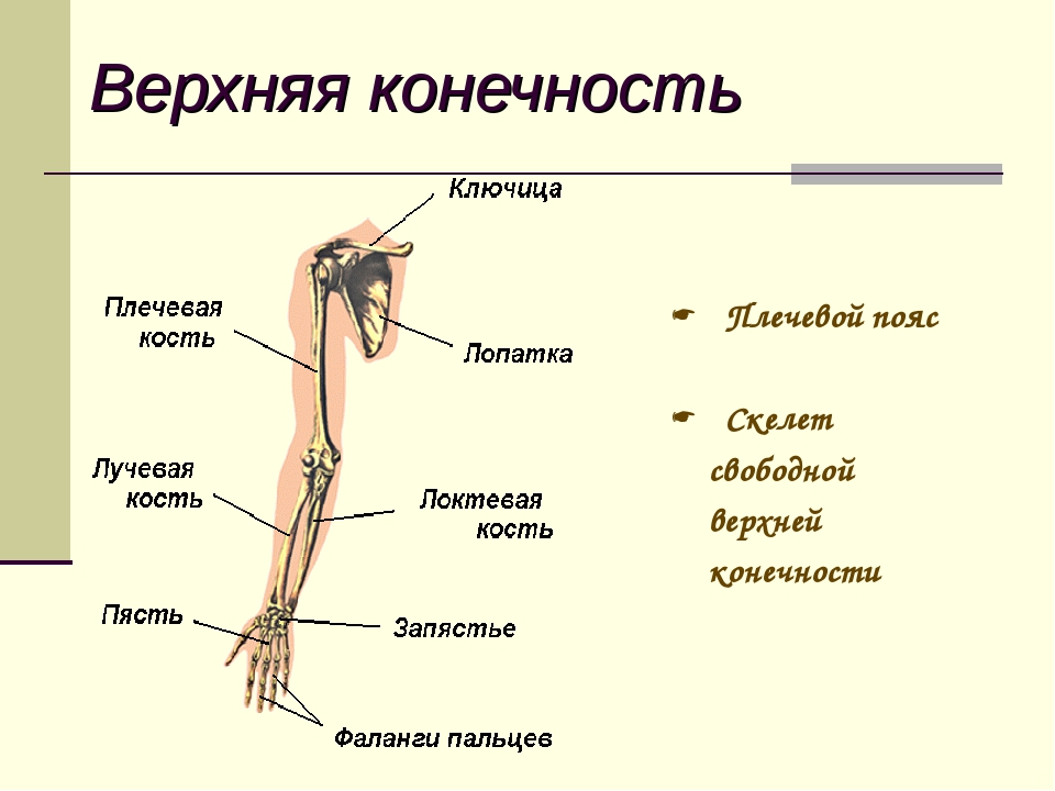 Плечо на рисунке человека