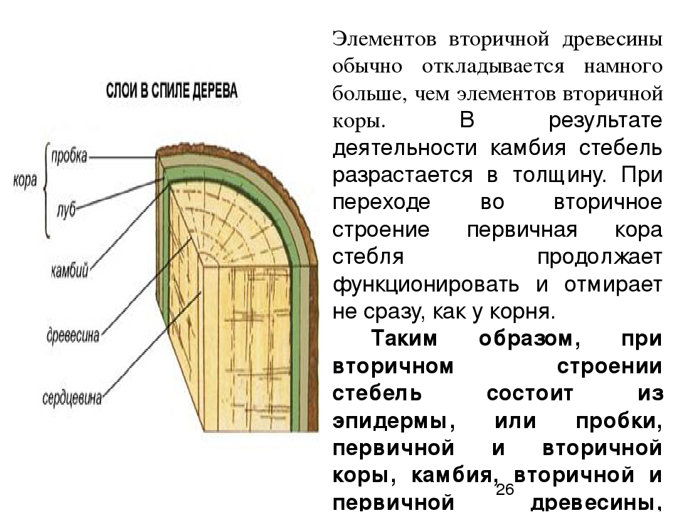 Ткань камбия биология 6 класс. Структура древесины камбий. Внутреннее строение стебля камбий. Строение дерева Луб камбий.