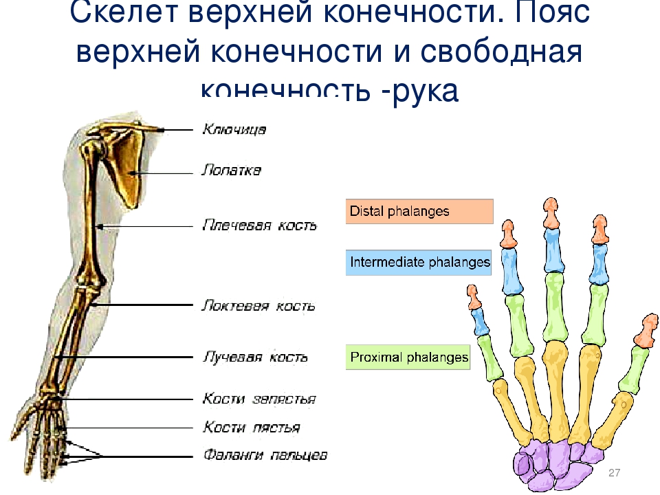 Рука человека строение. Схема строения верхней конечности человека. Строение пояса верхних конечностей. Скелет верхней конечности свободная конечность. Скелет пояса верхних конечностей.