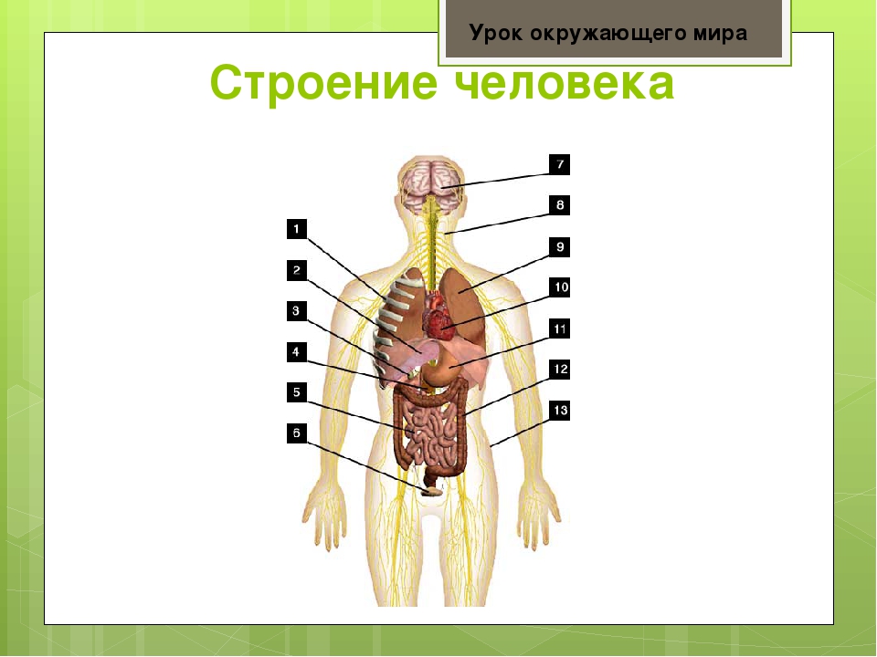 Схема мир человек. Строение человека. Строение человека окружающий мир. Строение человека 3 класс. Наружное и внутреннее строение человека.