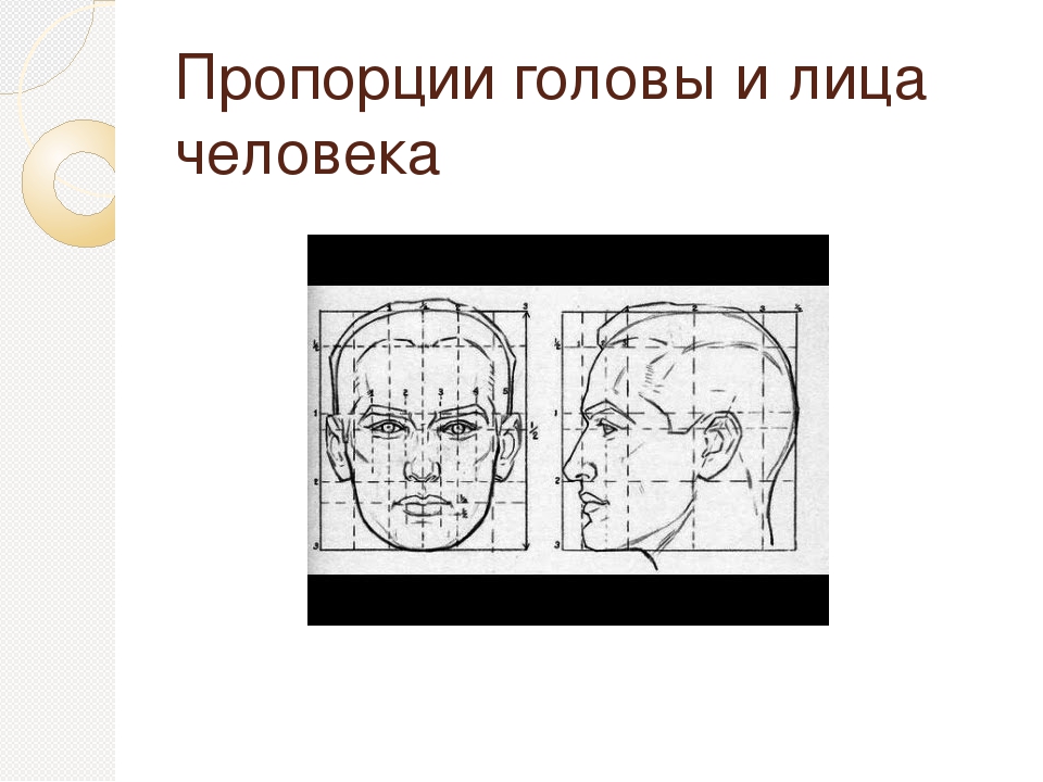 Какой человек голова. Пропорции головы. Пропорции головы и лица. Презентация пропорции головы. Пропорции головы человека стилизованные.