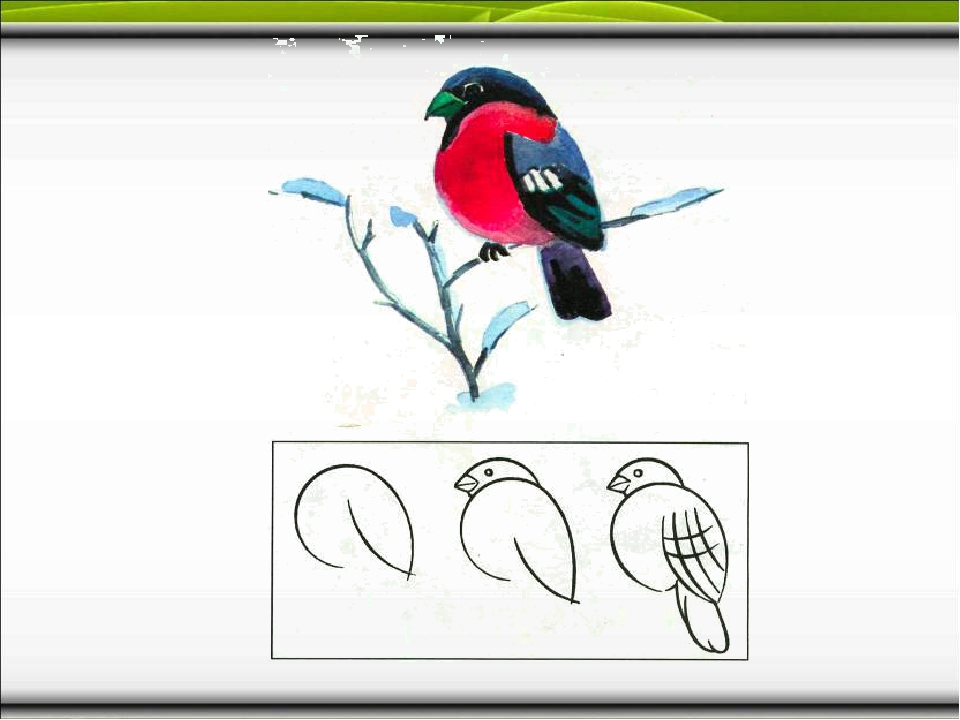 1 класс изо презентация поэтапное рисование птицы