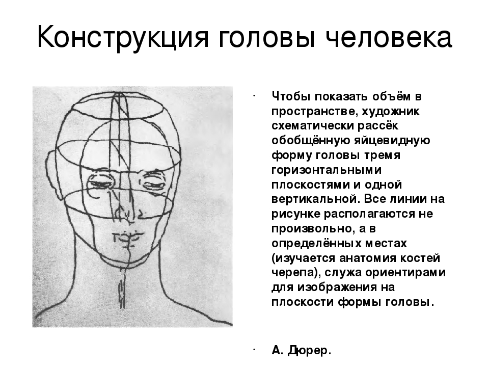 Пропорции головы человека изо 6. Конструкция головы человека. Конструирование головы человека. Конструкция и пропорции головы человека. Изо конструкция головы человека.