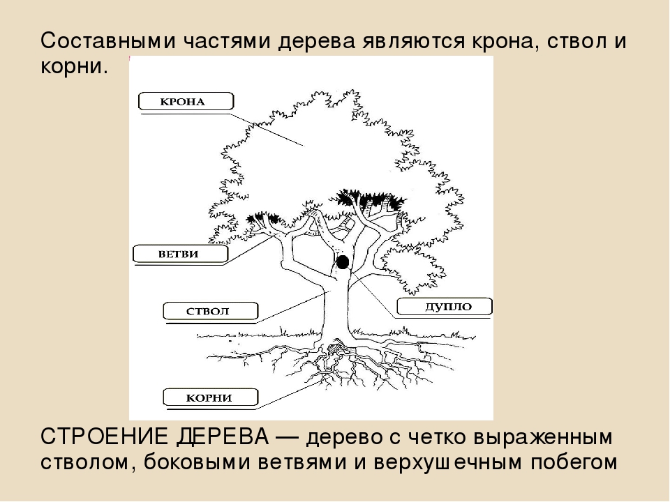 1 части дерева. Строение дерева схема. Строение дерева крона. Строение дерева ; ствол, крона. Строение дерева задание.