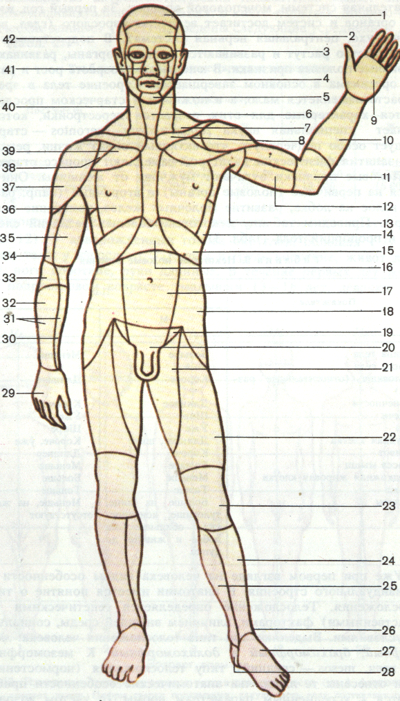 Внешняя часть человека. Части тела человека. Области туловища человека. Области поверхности тела человека. Области тела человека анатомия.